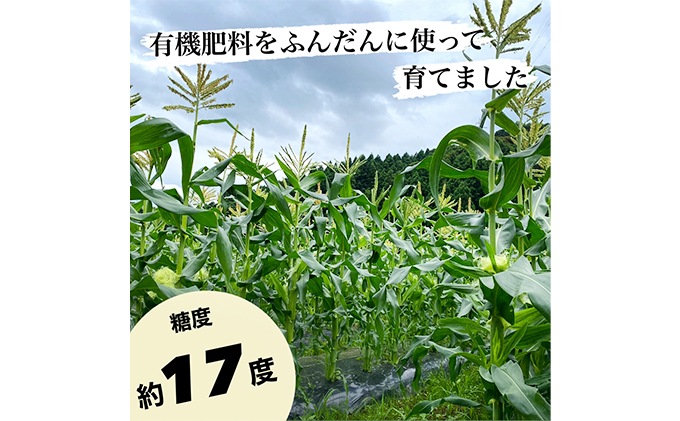 【先行受付 2022年7月出荷】スノーホワイト（ホワイトコーン）10本入り おおい町産 数量限定 とうもろこし 野菜 フルーツコーン 有機肥料 高糖度 