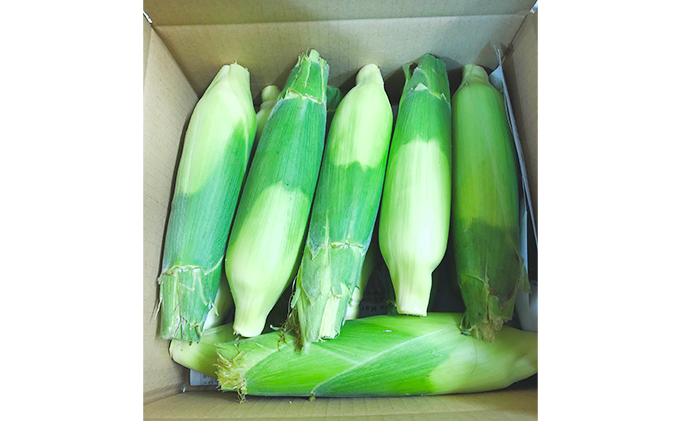 【先行受付 2022年7月出荷】スノーホワイト（ホワイトコーン）10本入り おおい町産 数量限定 とうもろこし 野菜 フルーツコーン 有機肥料 高糖度 