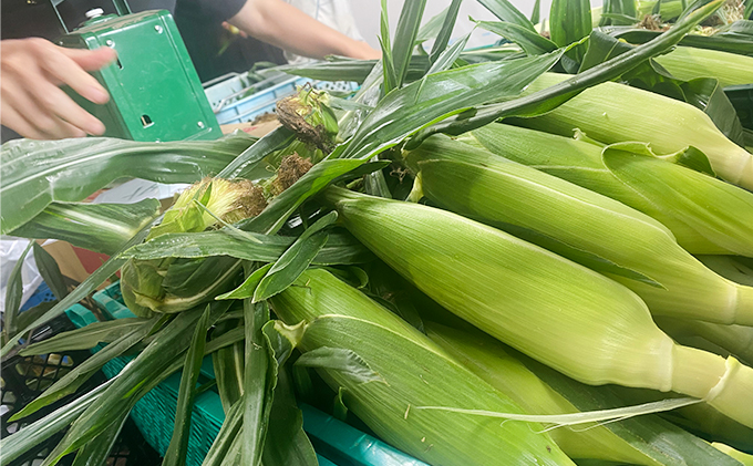 【先行受付 2022年7月出荷】スノーホワイト（ホワイトコーン）10本入り おおい町産 数量限定 とうもろこし 野菜 フルーツコーン 有機肥料 高糖度 