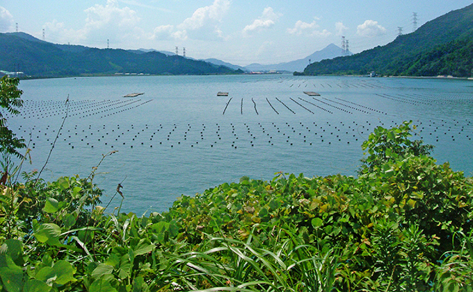 若狭パール 艶々あこや真珠　至宝の7mm一粒ペンダント C ファッション アクセサリー ネックレス 