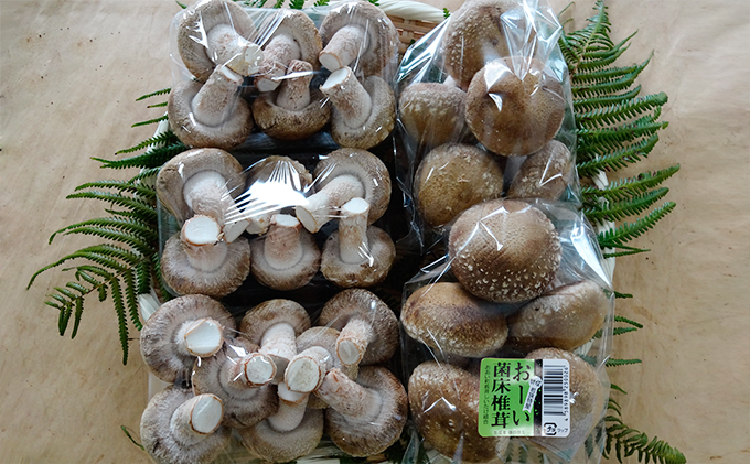 おーい菌床しいたけ2.5kg 野菜 きのこ 茸 キノコ シイタケ 椎茸 