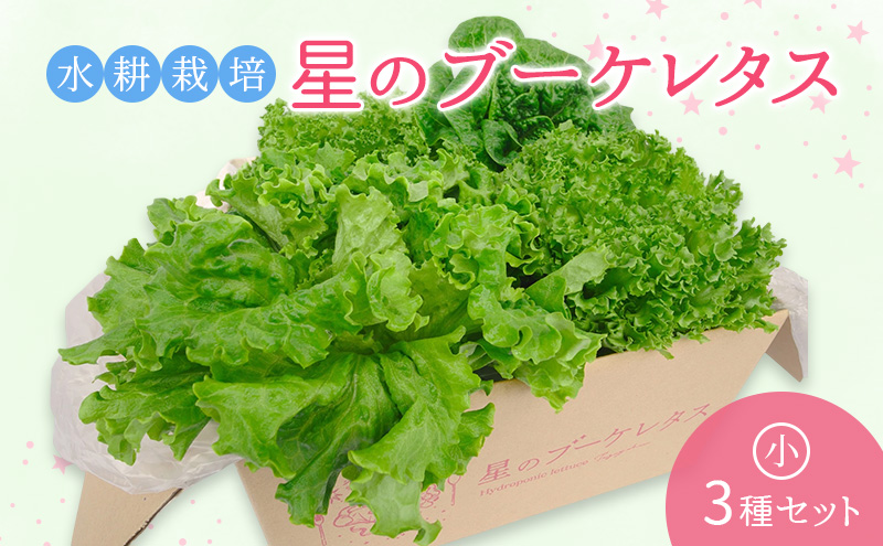 【水耕栽培】星のブーケレタス3種セット（小）（クリスピーレタス 2株、ロメインレタス 1株、リーフレタス 1株）