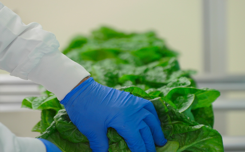 【水耕栽培】星のブーケレタス4種セット(中)(クリスピーレタス 2株、ロメインレタス 2株、リーフレタス 2株、レッドリーフレタス 1株