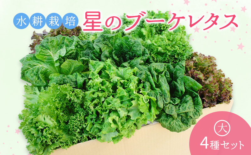 【水耕栽培】星のブーケレタス4種セット(大)(クリスピーレタス 2株、ロメインレタス 2株、リーフレタス 2株、レッドリーフレタス 2株、おまかせレタス 1～2株