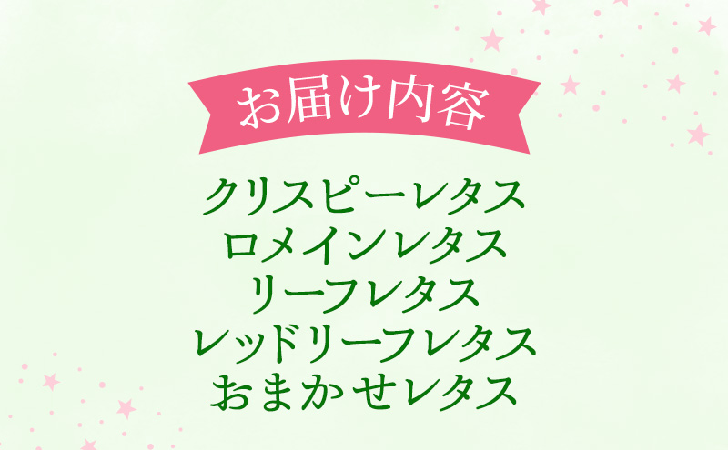 【水耕栽培】星のブーケレタス4種セット(大)(クリスピーレタス 2株、ロメインレタス 2株、リーフレタス 2株、レッドリーフレタス 2株、おまかせレタス 1～2株