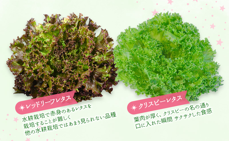 【水耕栽培】星のブーケレタス4種セット(大)(クリスピーレタス 2株、ロメインレタス 2株、リーフレタス 2株、レッドリーフレタス 2株、おまかせレタス 1～2株