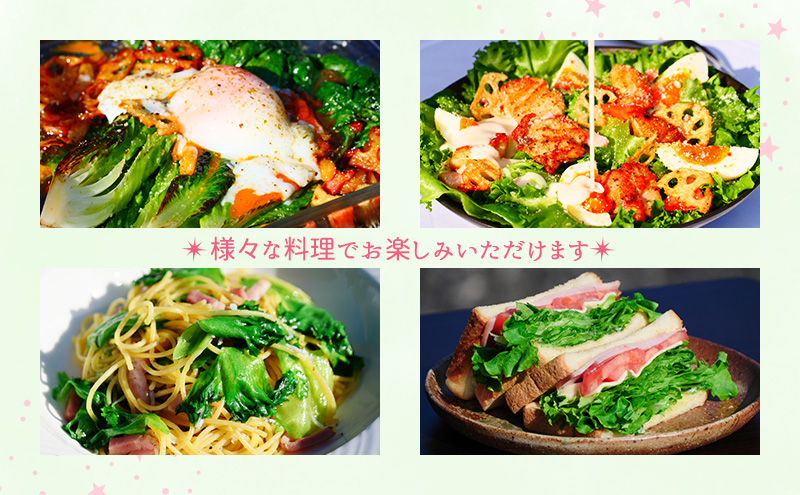 【水耕栽培】星のブーケレタス4種セット(大)(クリスピーレタス 2株、ロメインレタス 2株、リーフレタス 2株、レッドリーフレタス 2株、おまかせレタス 1～2株
