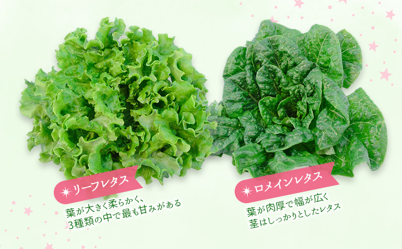 【水耕栽培】星のブーケレタス4種セット(中)(クリスピーレタス 2株、ロメインレタス 2株、リーフレタス 2株、レッドリーフレタス 1株