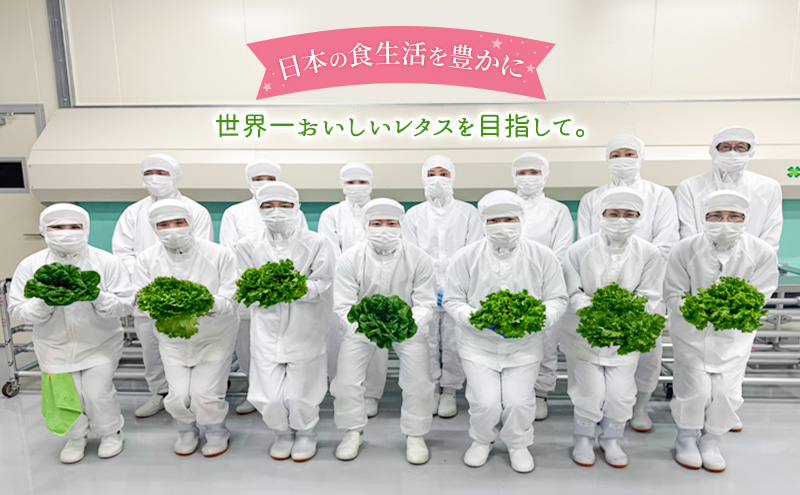 【水耕栽培】星のブーケレタス4種セット(中)(クリスピーレタス 2株、ロメインレタス 2株、リーフレタス 2株、レッドリーフレタス 1株