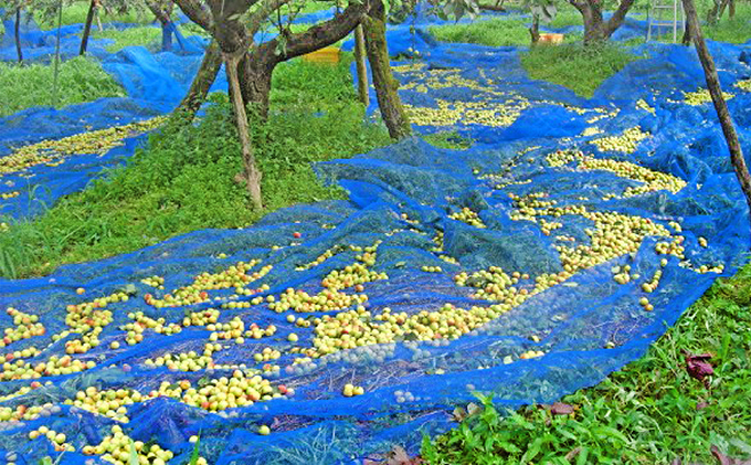 うめっぽの梅干600g (300g×2) セット　福井県おおい町産梅使用