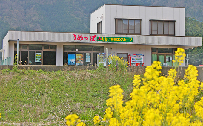 うめっぽの梅干いろいろセット　福井県おおい町産梅使用 梅干し 