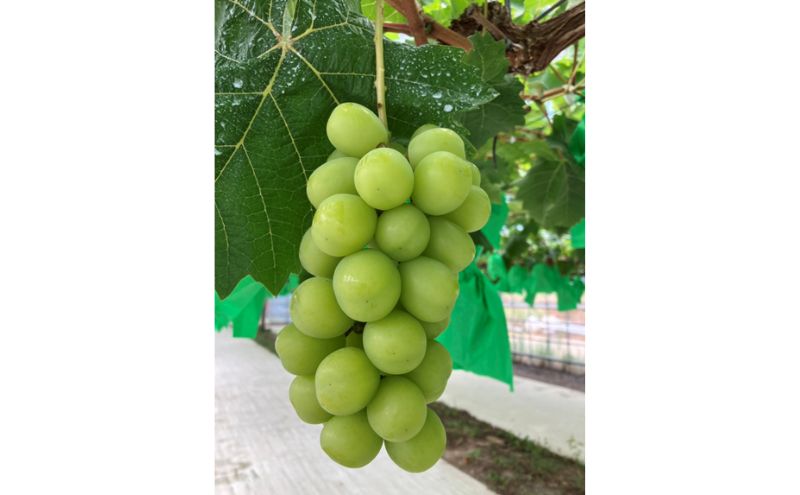 シャインマスカット 約1kg【2房】産地直送 果物 青戸ベイサイドヒルズ 種無し ぶどう ブドウ 葡萄 おすすめ お取り寄せ クール便