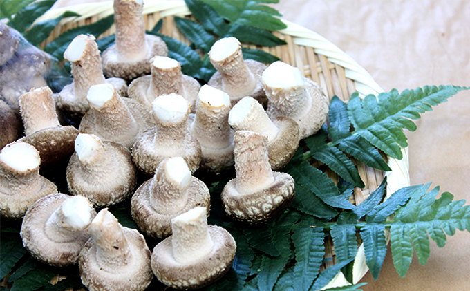 【乾燥椎茸90g】金のどんこ・銀のこうしん 乾物 干し椎茸 干ししいたけ しいたけ 