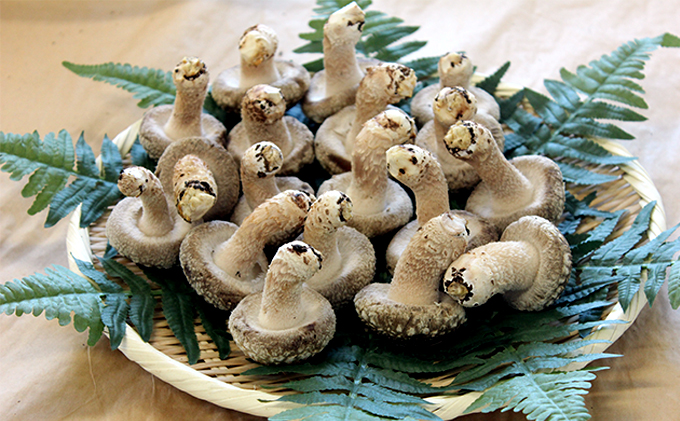 【乾燥椎茸450g】金のどんこ・銀のこうしん 乾物 干し椎茸 干ししいたけ しいたけ 