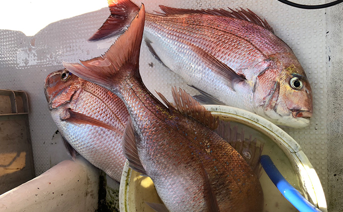 海生丸 釣り船乗船券（1名様　乗合便）