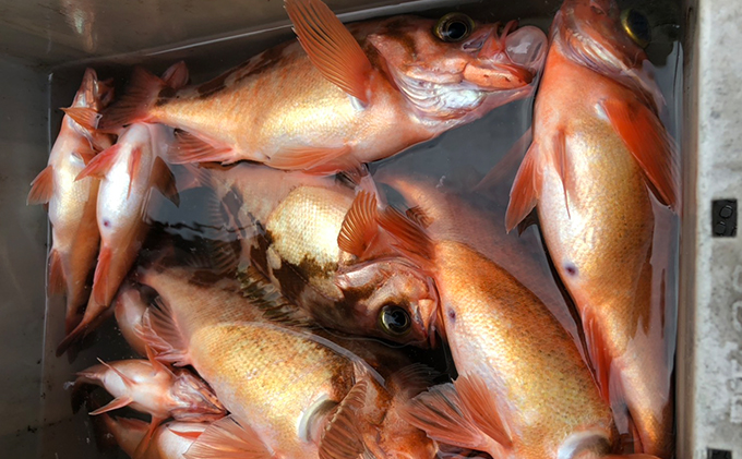 海生丸 釣り船乗船券（1名様　乗合便） チケット 