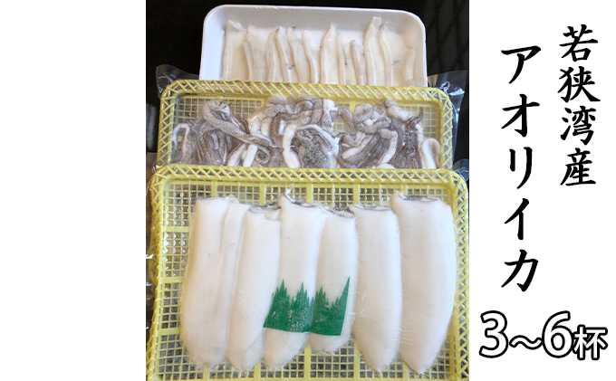 若狭湾産 アオリイカ 3 6杯 約1 5kg 下処理済 冷凍でお届け Jalふるさと納税 Jalのマイルがたまるふるさと納税サイト