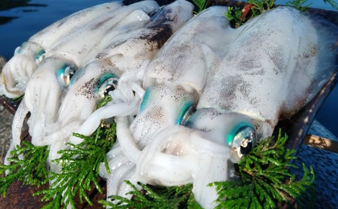 若狭湾産 アオリイカ3 5杯 スミ抜き 冷凍 Jalふるさと納税 Jalのマイルがたまるふるさと納税サイト