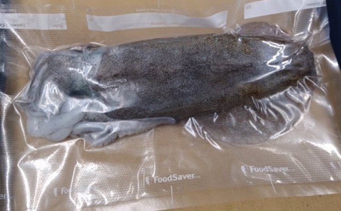 若狭湾産 アオリイカ3 5杯 スミ抜き 冷凍 Jalふるさと納税 Jalのマイルがたまるふるさと納税サイト