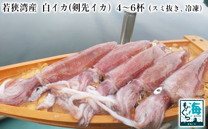 【期間限定】若狭湾産　白イカ（剣先イカ）4～6杯（スミ抜き、冷凍）