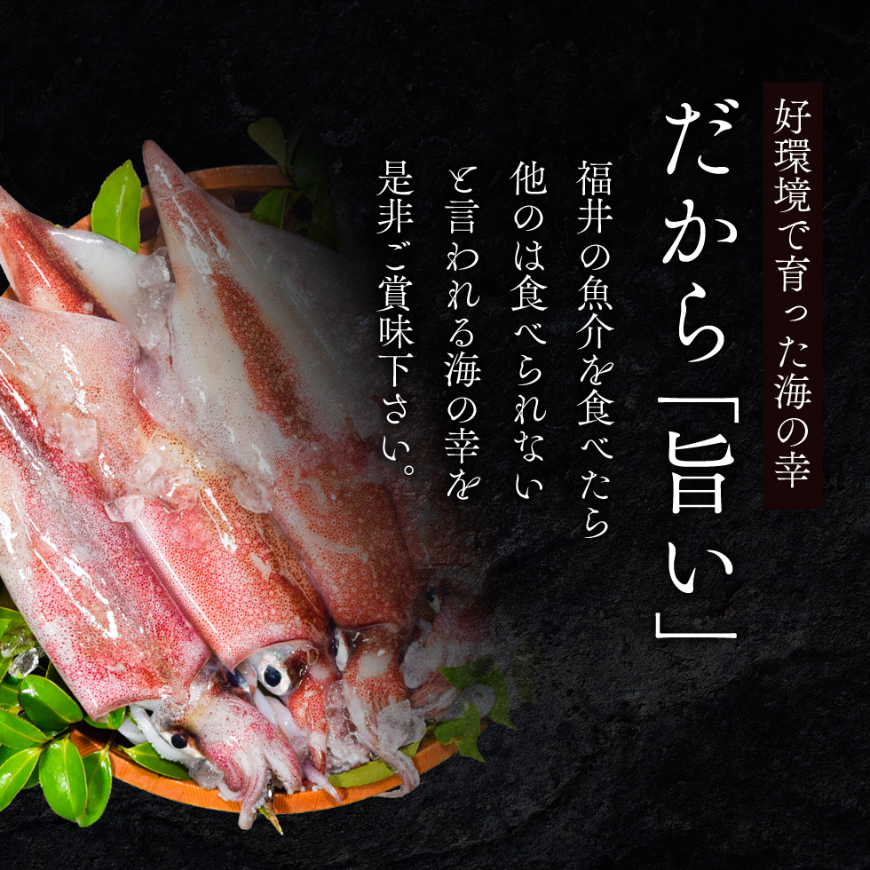期間限定 剣先イカ 3～6杯 セット 詰め合わせ スミ抜き 冷凍 白イカ イカ 烏賊 いか 魚介 魚介類 海鮮 海鮮セット 限定 福井 福井県 若狭町