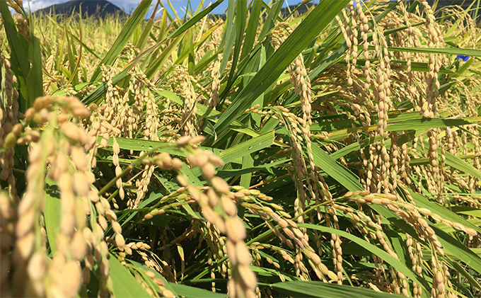 ç±³ 什å7å¹Žç£ ã³ã·ãã«ãª 10kg (5kgÃ2) çœç±³ 粟米 åäžåæç±³ äžçç±³ ãã©ã³ãç±³