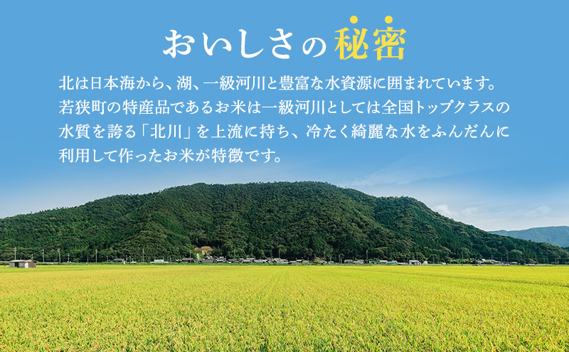 米 コシヒカリ 10kg 産地直送 一等米 特A 特A米 お米 白米 精米 新米 ご飯 令和6年産 10キロ おこめ こめ コメ ごはん こしひかり 福井県 福井 若狭町 若狭 送料無料