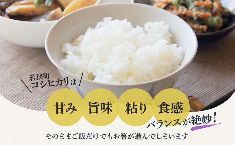 米 令和6年 コシヒカリ 5kg 一等米 お米 おこめ こめ コメ 白米 精米 新米 ご飯 ごはん 山心ファーム 福井県 福井