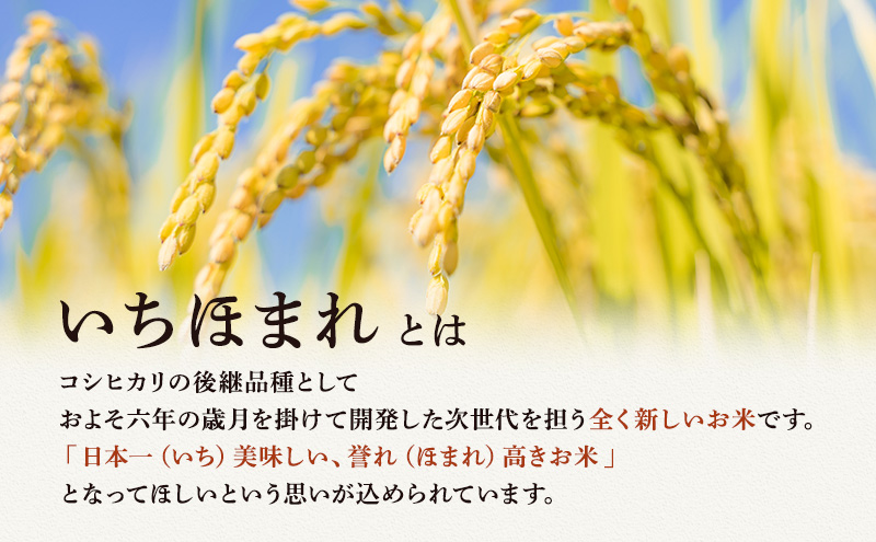 米 令和6年産 いちほまれ 5kg 福井 高級ブランド米 お米 おこめ コメ こめ 白米 精米 ご飯 ごはん 福井県