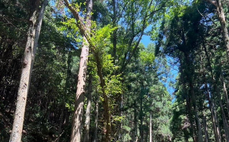 阮ェ 蝨ー蜈縺ョ譽ョ縺九i逶エ騾シ√%縺繧上j縺ョ蠎闡画ィケ阮ェ 20kg 繧サ繝繝 縺セ縺 繧ュ繝」繝ウ繝