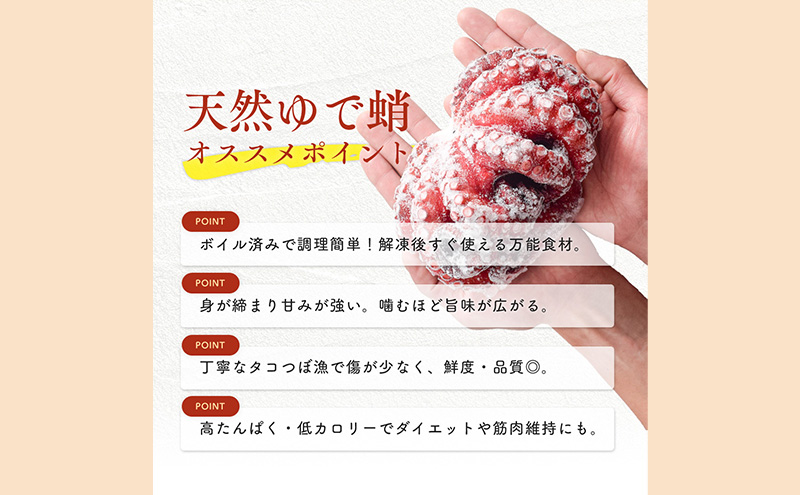 茹でまだこ 福井県産 1.2Kg （2～3杯）タコ ボイル 魚介 魚介類 海鮮 国産 福井県 若狭