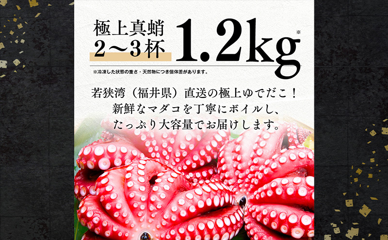 茹でまだこ 福井県産 1.2Kg （2～3杯）タコ ボイル 魚介 魚介類 海鮮 国産 福井県 若狭