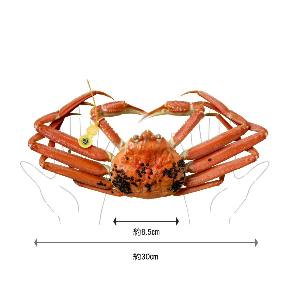 險ウ縺ゅj闌ケ縺ァ雜雁燕繧ャ繝 500g莉・荳甘2譚ッ(閼壽釜繧) 繧ォ繝 繧コ繝ッ繧、繧ャ繝 繝懊う繝ォ 遖丈コ慕恁