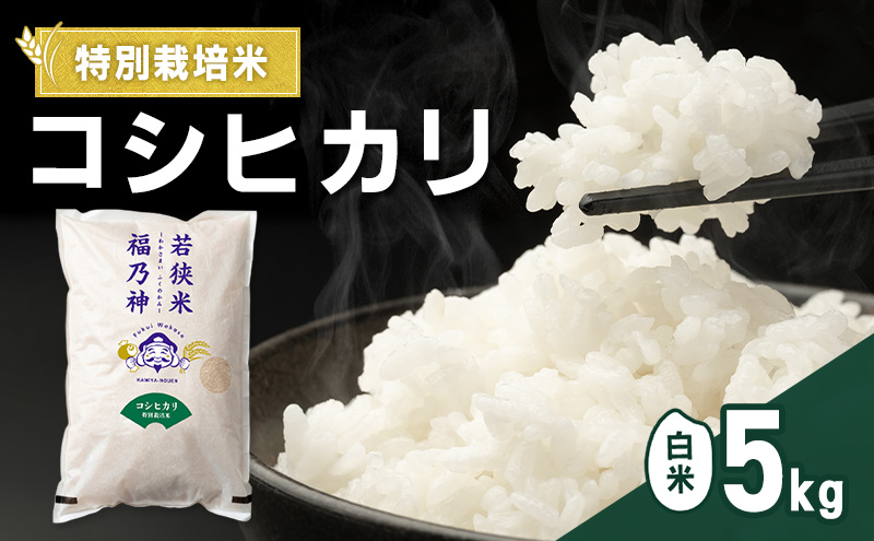 令和7年産 特別栽培米 コシヒカリ 5kg（白米） 米 お米 こしひかり 若狭町