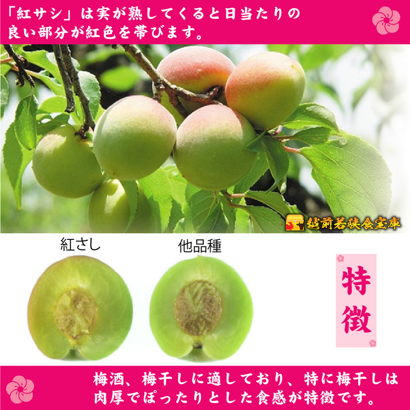 【訳あり】大入り梅干し130g×3袋 合計 390g 【保存容器付き】 発酵食品 昔ながらの梅干し すっぱい しそ漬け 塩分18％ Lサイズ 紅映梅を使用 福井県の特産 訳ありはパッケージ変更のため