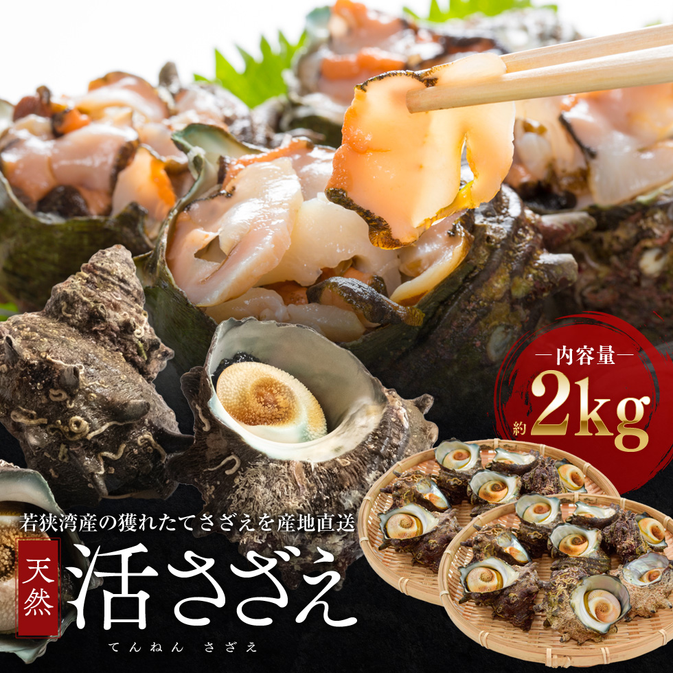 活さざえ 約2kg セット 詰め合わせ 若狭湾産 活 さざえ サザエ 貝 貝類 魚介 魚介類 海鮮 海鮮セット 新鮮 福井 福井県 若狭町
