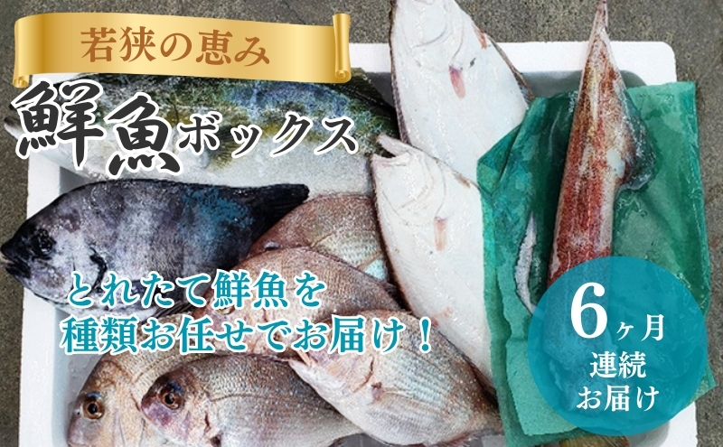 鮮魚セット 定期便 6ヶ月 若狭の恵み 鮮魚ボックス 種類はお任せ 魚 お魚 セット 詰め合わせ 魚介 魚介類 海鮮 海鮮セット 6回 半年 お楽しみ 福井 福井県 若狭町