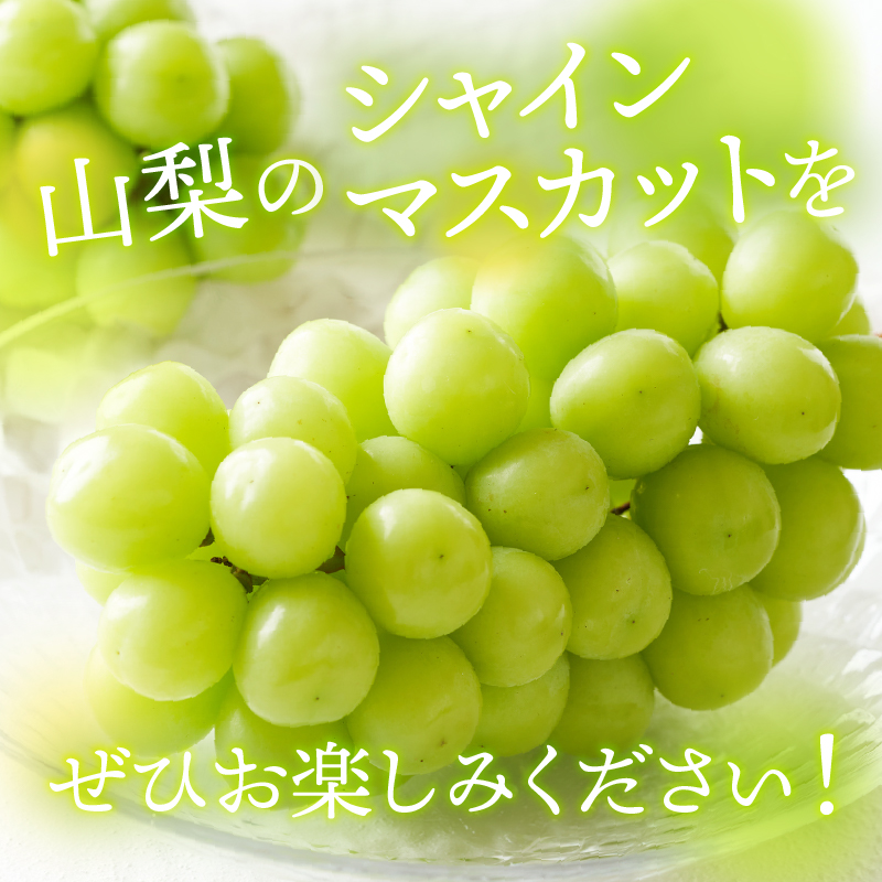 〈2026年度配送分〉山梨県産 シャインマスカット 3～5房（2.0kg以上）