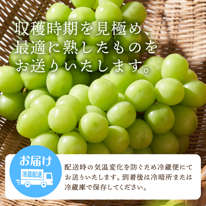 〈2026年度配送分〉山梨県産 シャインマスカット 3～5房（2.0kg以上）