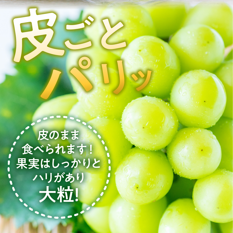 〈2025年度配送分〉至福の山梨県産シャインマスカット 2～3房（1.2kg以上）