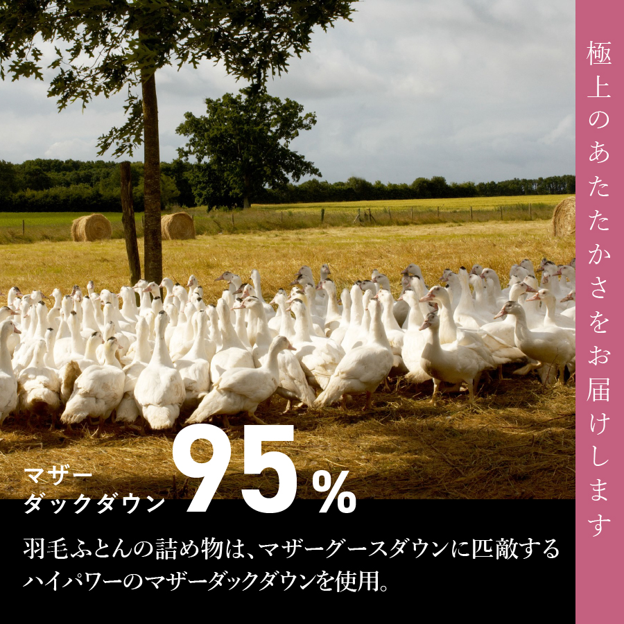 【甲州羽毛ふとん】コインランドリーで洗える超軽量羽毛本掛けふとんシングル（アイボリー）