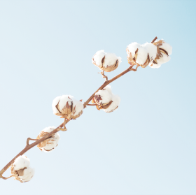 オリジナルパジャマ　婦人L【オーガニックコットン100%】