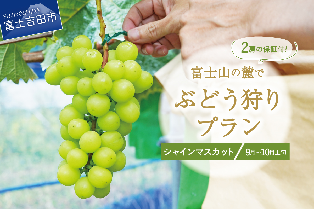 富士吉田市産　ブドウ狩りプラン(シャインマスカット)