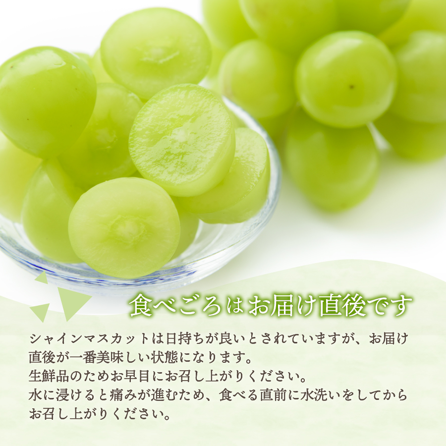 縲2026蟷エ逋コ騾 蜈郁。御コ育エ縲大アア譴ィ逵檎肇繧キ繝」繧、繝ウ繝槭せ繧ォ繝繝3kg