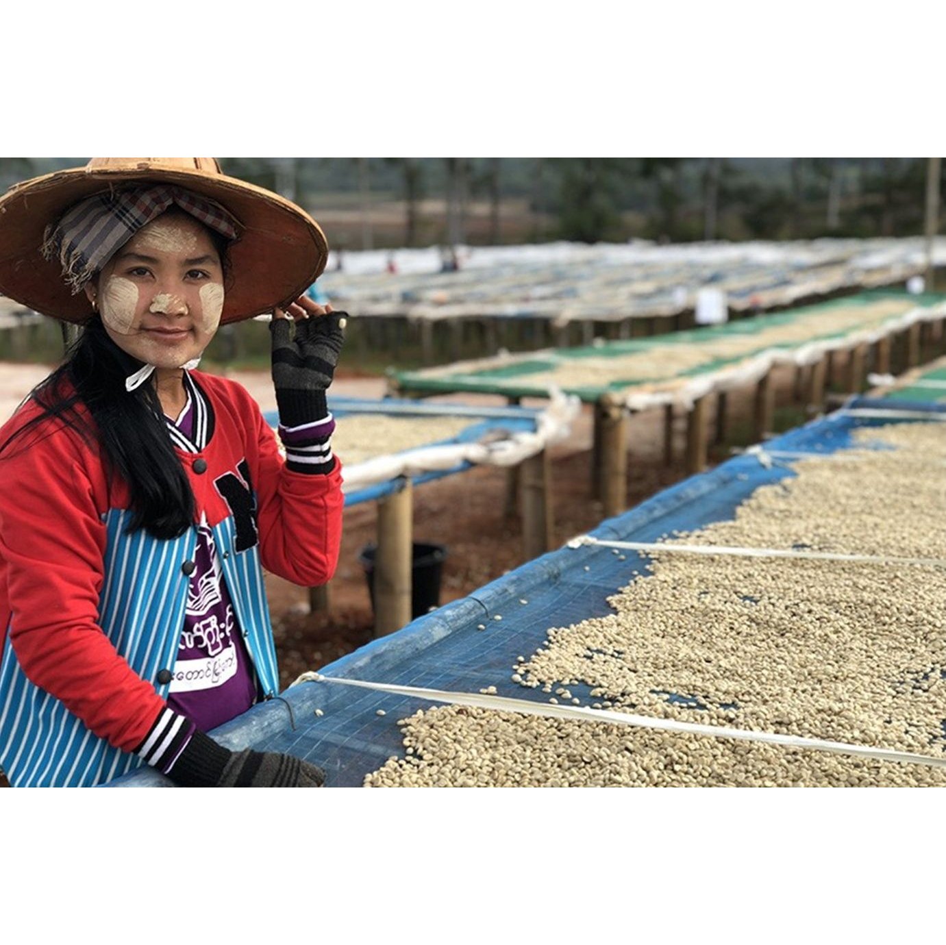 フェアトレードコーヒー　ミャンマー＆東ティモール(ドリップ)