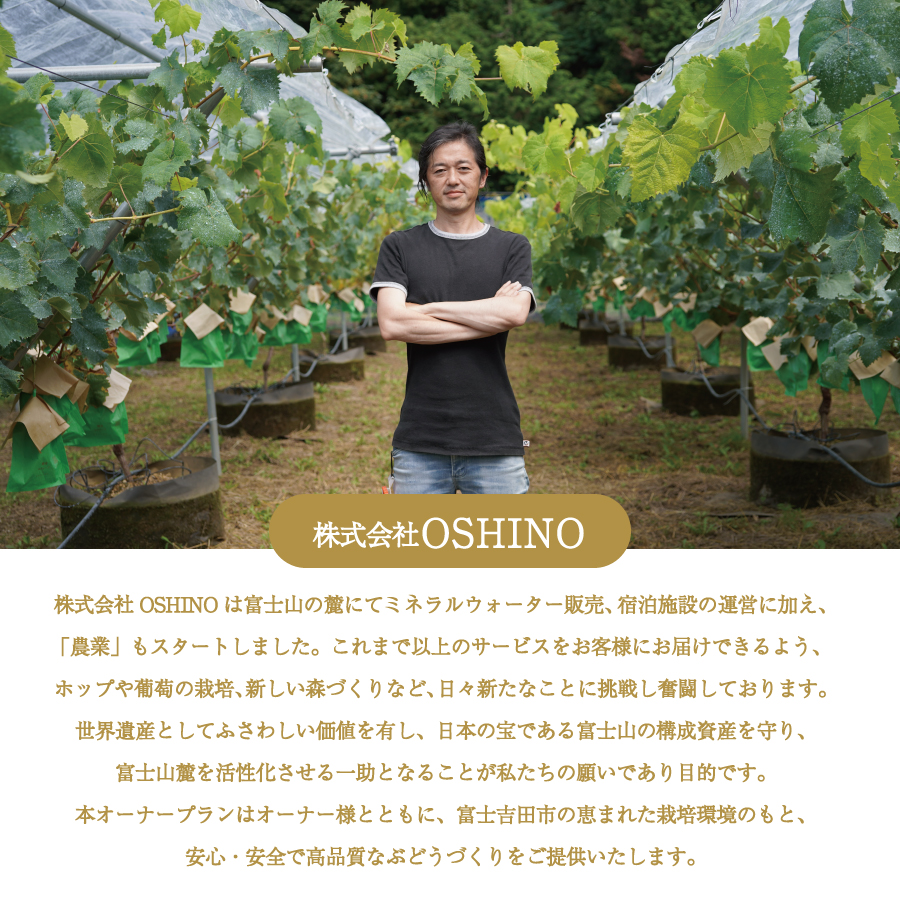 富士吉田市産　ブドウ狩りプラン(シャインマスカット)