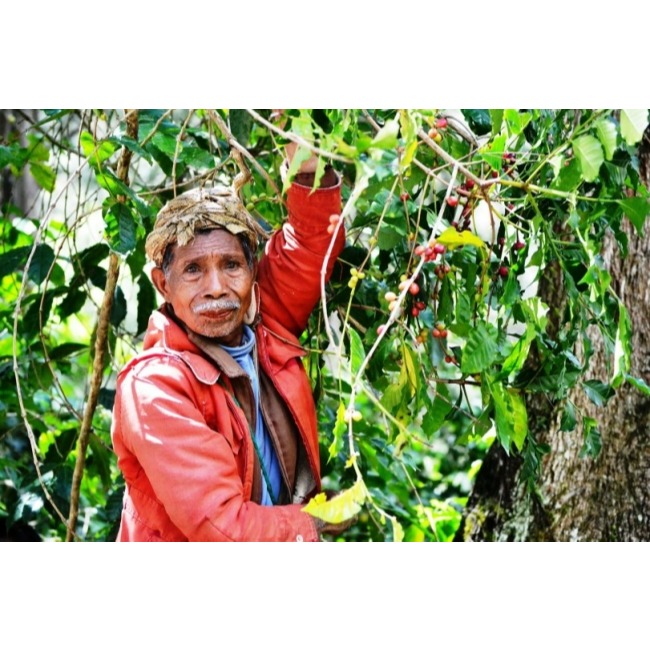 フェアトレードコーヒー　ミャンマー＆東ティモール(ドリップ)