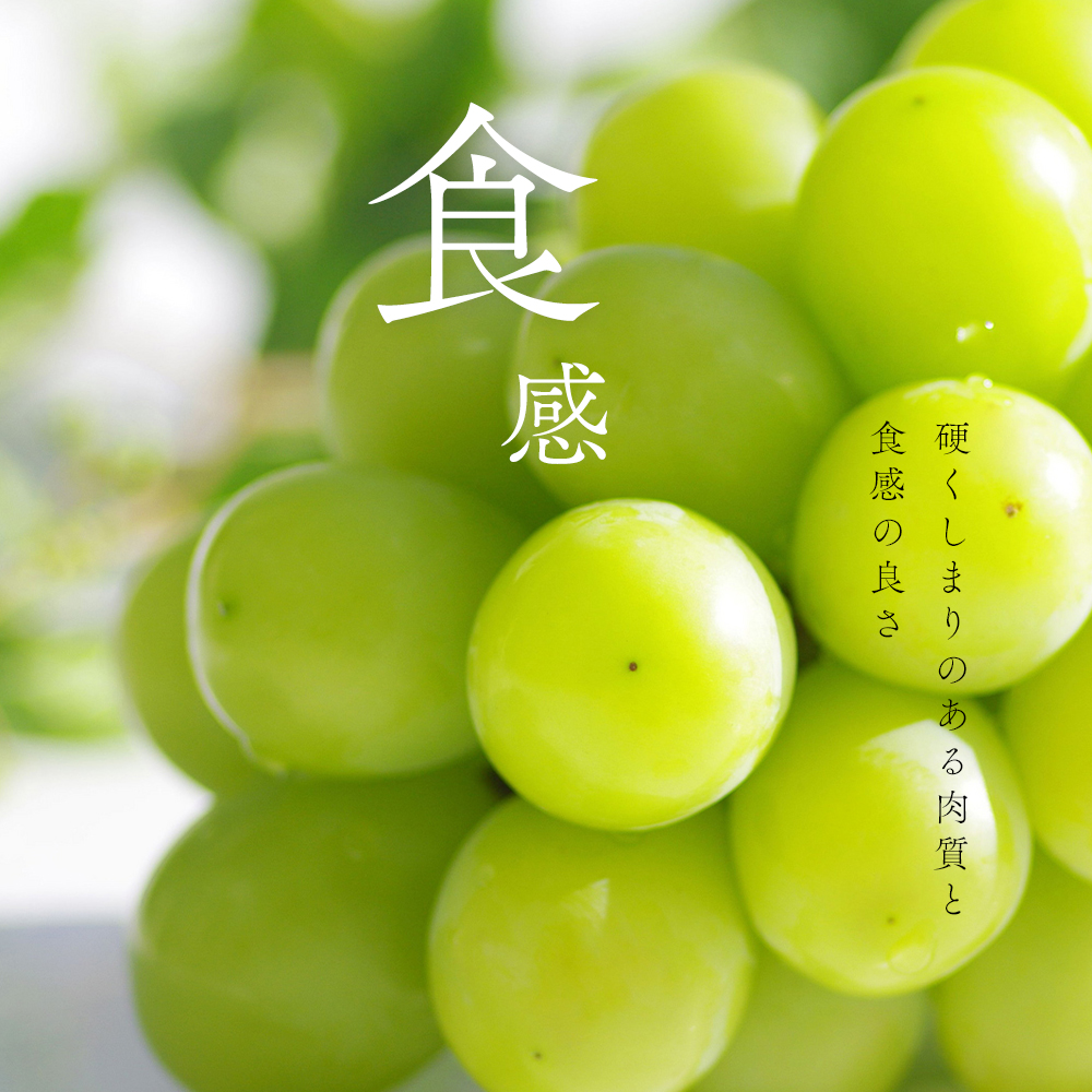 【2026年発送 先行予約】山梨県産シャインマスカット3kg