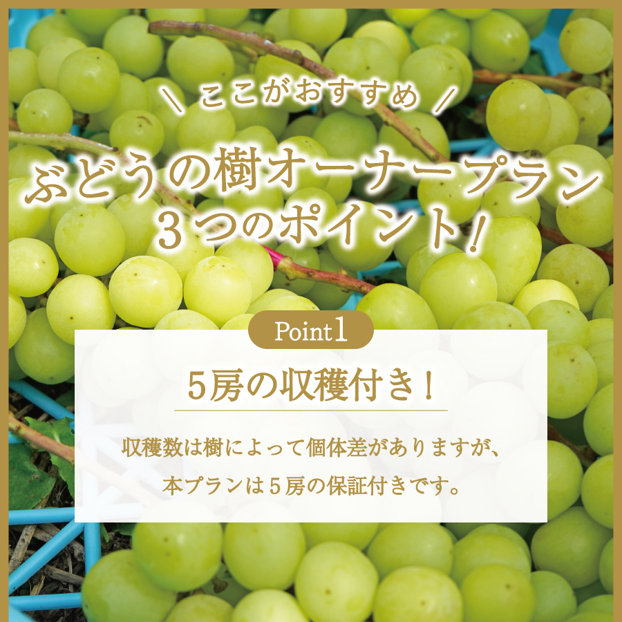 ãã¶ã©ãã®æš¹ ãªãŒããŒå¶åºŠãã·ã£ã€ã³ãã¹ã«ãã ïŒã·ãŒãºã³ãªãŒããŒãã©ã³(2022幎æ€ä»ã) 5æ¿ä¿èšŒä»ã