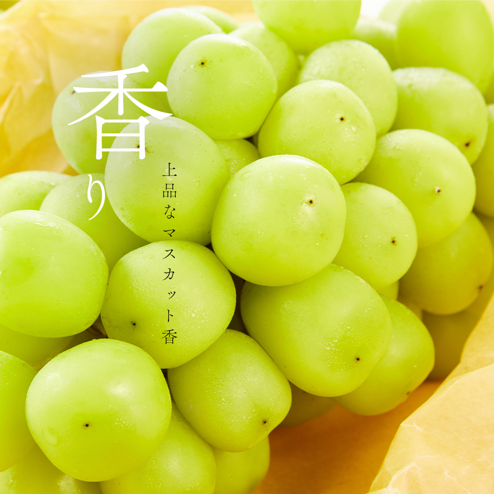 【2026年発送 先行予約】山梨県産シャインマスカット3kg